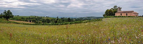 Church by vineyard and flower meadow at Blasimon Gironde France EntreDeuxMers  Bordeaux