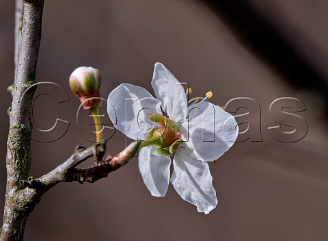 Cherry Plum Prunus cerasifera is the first prunus to flower and can be distinguished from Blackthorn Prunus spinosa by its reflexed sepals