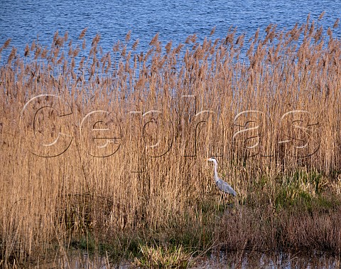 Grey Heron amongst reeds Molesey Reservoirs Nature Reserve West Molesey Surrey England