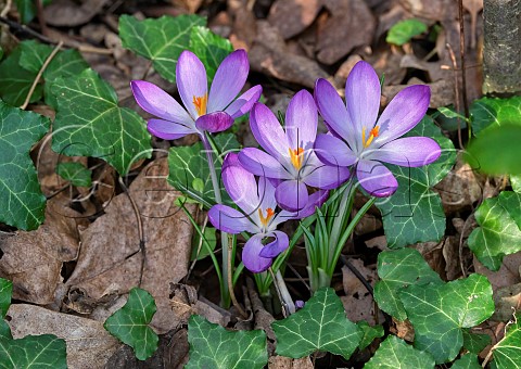 Crocus flowers in spring with ivy leaves on woodland floor