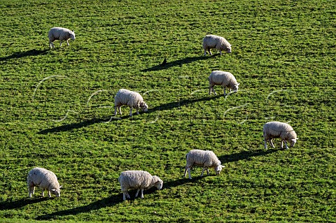 Sheep grazing on the embankment of Bessborough Reservoir West Molesey Surrey England