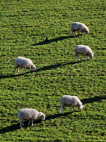 Sheep grazing on the embankment of Bessborough Reservoir West Molesey Surrey England