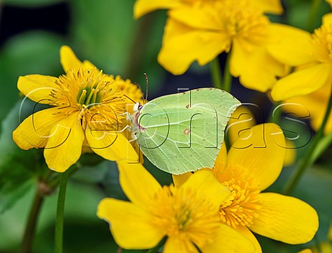 Brimstone nectaring on Marsh Marigold flower Andover Hampshire UK