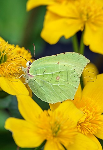 Brimstone nectaring on Marsh Marigold flower Andover Hampshire UK