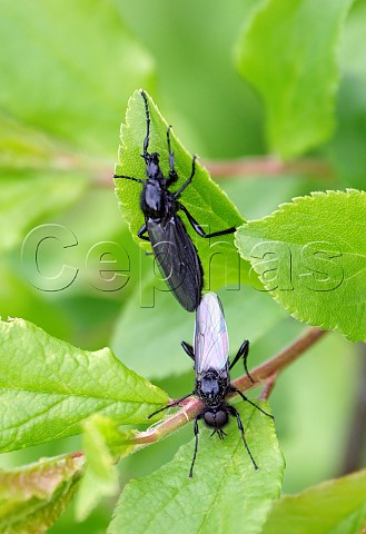 Pair of St Marks flies Bibio marci  female above  male below  So called because they emerge enmasse around 25 April  Harewood Common Andover Hampshire UK