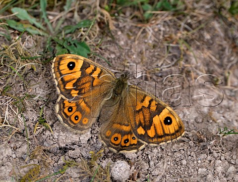 Wall female at rest on the ground Shipton Bellinger Hampshire England