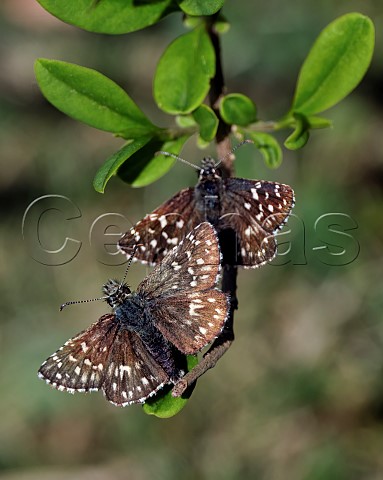 Pair of Grizzled Skippers  Shipton Bellinger Hampshire England