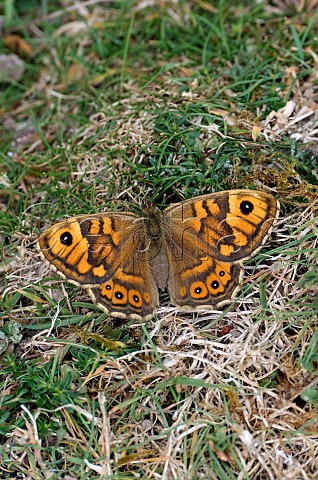 Wall female at rest on the ground Shipton Bellinger Hampshire England