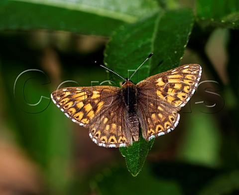 Duke of Burgundy female Harewood Forest Andover Hampshire England