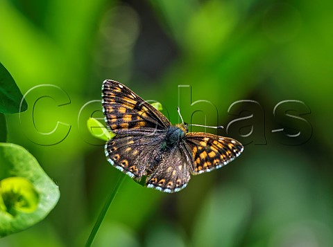 Duke of Burgundy male Harewood Forest Andover Hampshire England