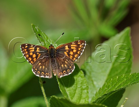 Duke of Burgundy male Harewood Forest Andover Hampshire England