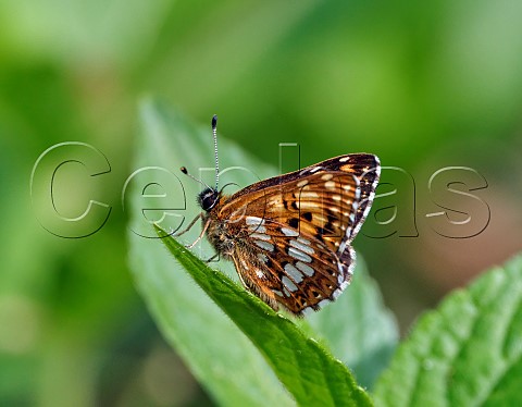 Duke of Burgundy male Harewood Forest Andover Hampshire England