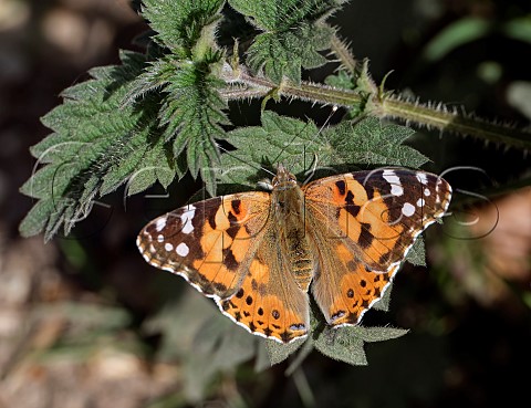 Painted Lady female perched on nettles Harewood Common Andover Hampshire England