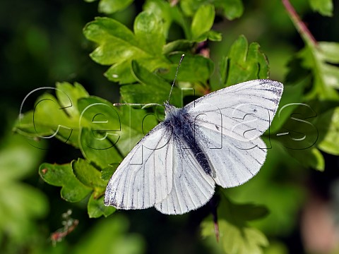 Greenveined White perched on hawthorn leaf Harewood Common Andover Hampshire England