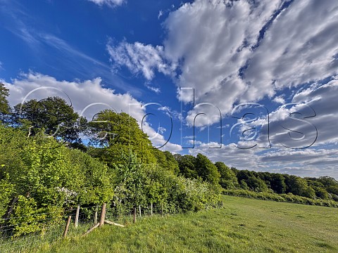 Harewood Common bordering Harewood Forest Andover Hampshire England