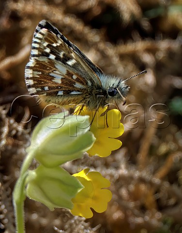 Grizzled Skipper perched on Cowslip flower West Down Nature Reserve Chilbolton Hampshire England