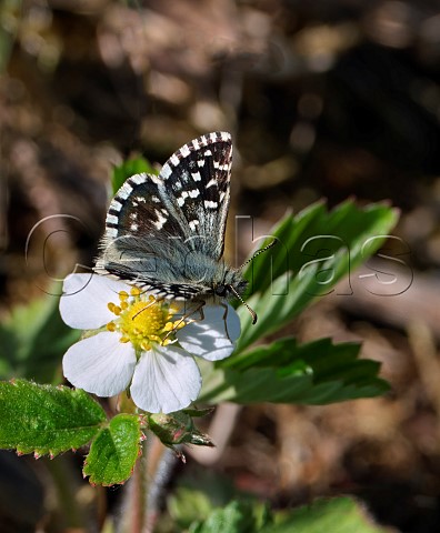 Grizzled Skipper perched on Wild Strawberry flower West Down Nature Reserve Chilbolton Hampshire England