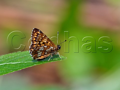 Duke of Burgundy male Harewood Forest Andover Hampshire England