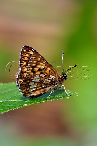 Duke of Burgundy male Harewood Forest Andover Hampshire England