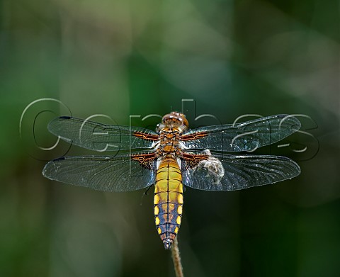 Broadbodied Chaser Harewood Common Andover Hampshire England