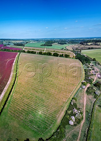 Spring in Hazeldown Vineyard of Nyetimber with fields of crimson clover on left Longstock Hampshire England