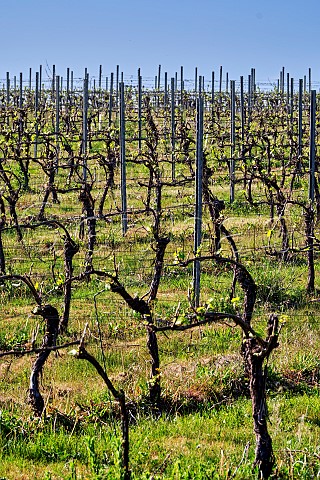 Spring in Hazeldown Vineyard of Nyetimber Longstock Hampshire England
