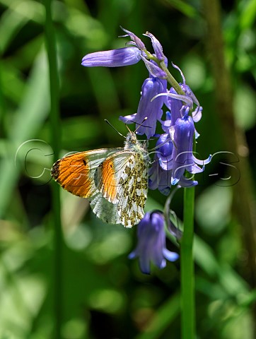 Orange Tip nectaring on bluebell flowers Harewood Forest Andover Hampshire England