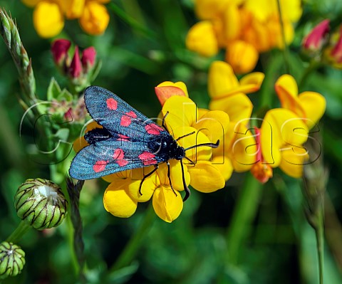 Fivespot Burnet moth on Birdsfoot Trefoil Bury Hill Meadows Andover Hampshire England