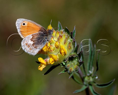 Small Heath on Kidney Vetch flower Bury Hill Meadows Andover Hampshire England