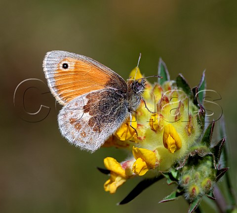 Small Heath on Kidney Vetch flower Bury Hill Meadows Andover Hampshire England