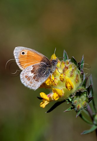Small Heath on Kidney Vetch flower Bury Hill Meadows Andover Hampshire England