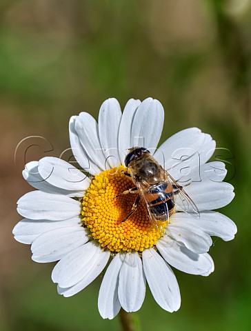 Hoverfly Eristali tenax on Oxeye Daisy  Bury Hill Meadows Andover Hampshire England