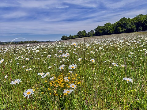Oxeye Daisies in flower at Bury Hill Meadows Andover Hampshire England