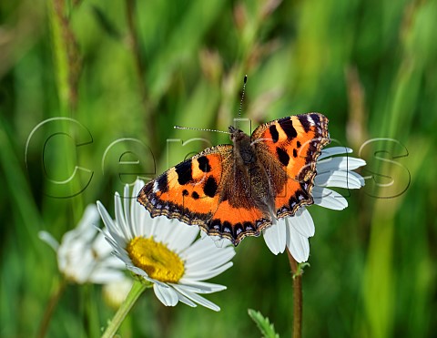 Small Tortoiseshell nectaring on Oxeye Daisy Harewood Common Andover Hampshire England