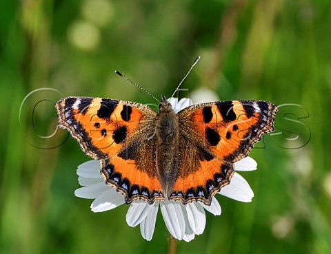 Small Tortoiseshell nectaring on Oxeye Daisy Harewood Common Andover Hampshire England