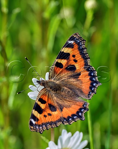 Small Tortoiseshell nectaring on Oxeye Daisy Harewood Common Andover Hampshire England