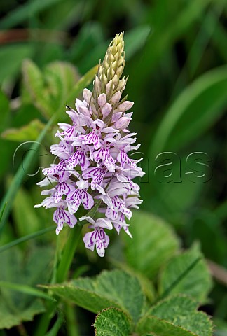 Common Spotted Orchid Martin Down Hampshire England