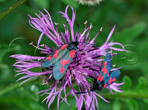 Fivespot Burnet form minoides nectaring on Knapweed flower  Martin Down Hampshire England