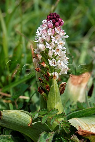 Burnt Orchid Martin Down Hampshire England