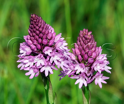 Pyramidal Orchids  Harewood Common Andover Hampshire England
