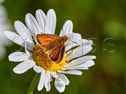 Small Skipper nectaring on Oxeye Daisy Harewood Common Andover Hampshire England
