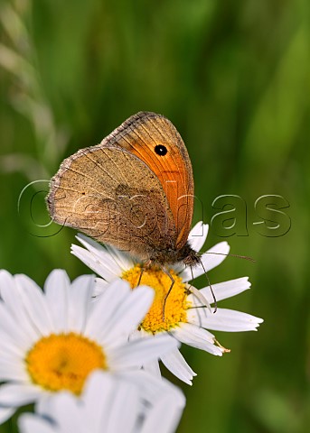 Meadow Brown nectaring on Oxeye Daisy Harewood Common Andover Hampshire England