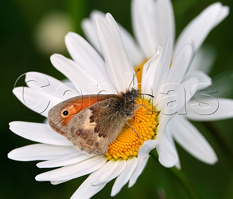 Small Heath nectaring on Oxeye Daisy Harewood Common Andover Hampshire England