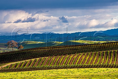 J Lohr vineyards in spring San Miguel San Luis Obispo County California  Paso Robles San Miguel District