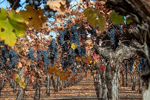 Cabernet Sauvignon grapes at harvest in a J Lohr vineyard San Miguel San Luis Obispo County California Paso Robles San Miguel District