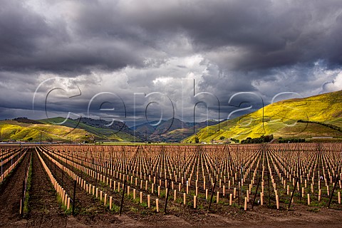 Newlyplanted section of Bien Nacido Vineyards Santa Maria San Luis Obispo County California Santa Maria Valley