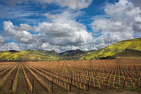 Newly planted section of Bien Nacido vineyard Santa Maria Santa Barbara County California Santa Maria Valley
