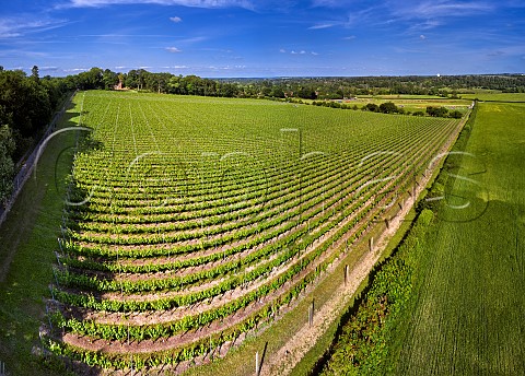 Levels Vineyard of Black Chalk Fullerton Hampshire England
