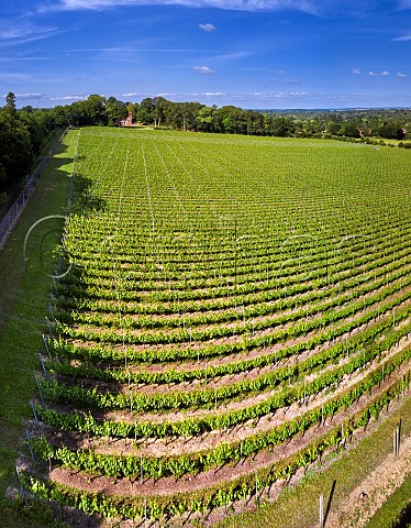 Leckford Estate vineyard of Waitrose Leckford Hampshire England