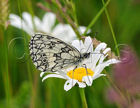 Marbled White on Oxeye Daisy Harewood Common Andover Hampshire England